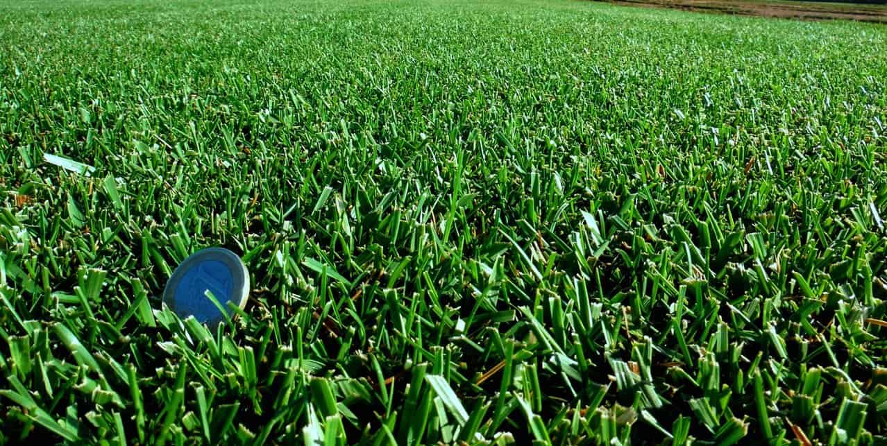 festuca para cesped